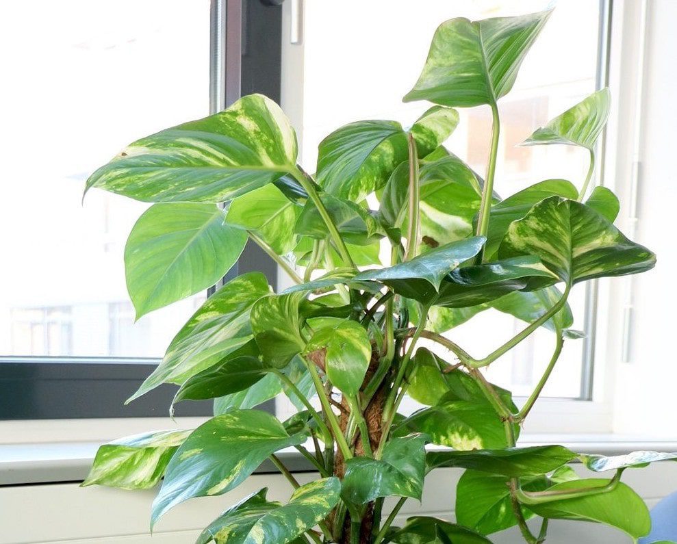 Philodendron plant living happy in a home by the window.