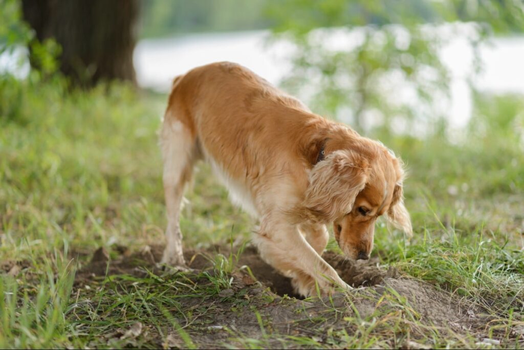 A cocker spaniel digging in the dirt outside.