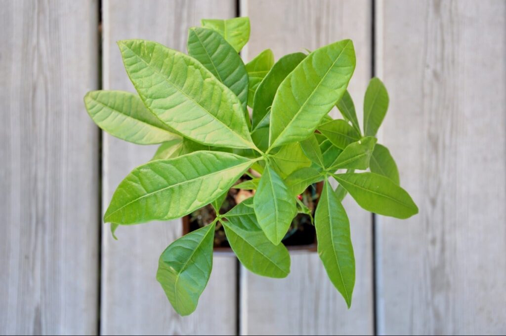 Aerial view of money plant tree on wooden deck floor. This is a great choice for a plant sanctuary.
</p></noscript>
<p>