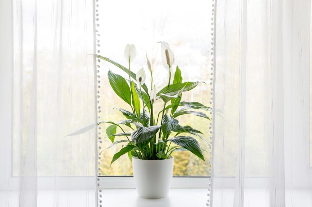 Peace lily in front of window.