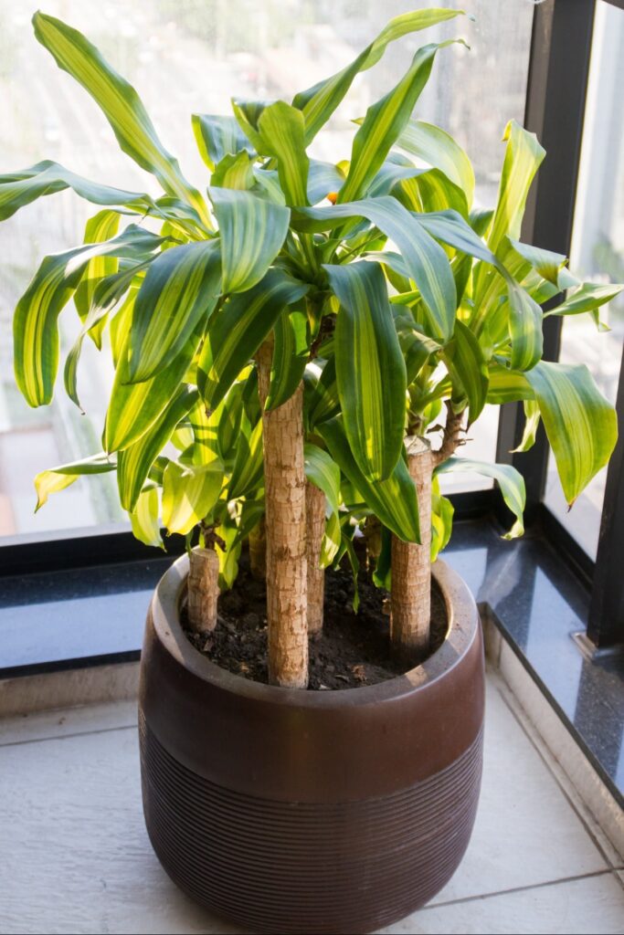 Potted dracaena plane sitting in front of window. 