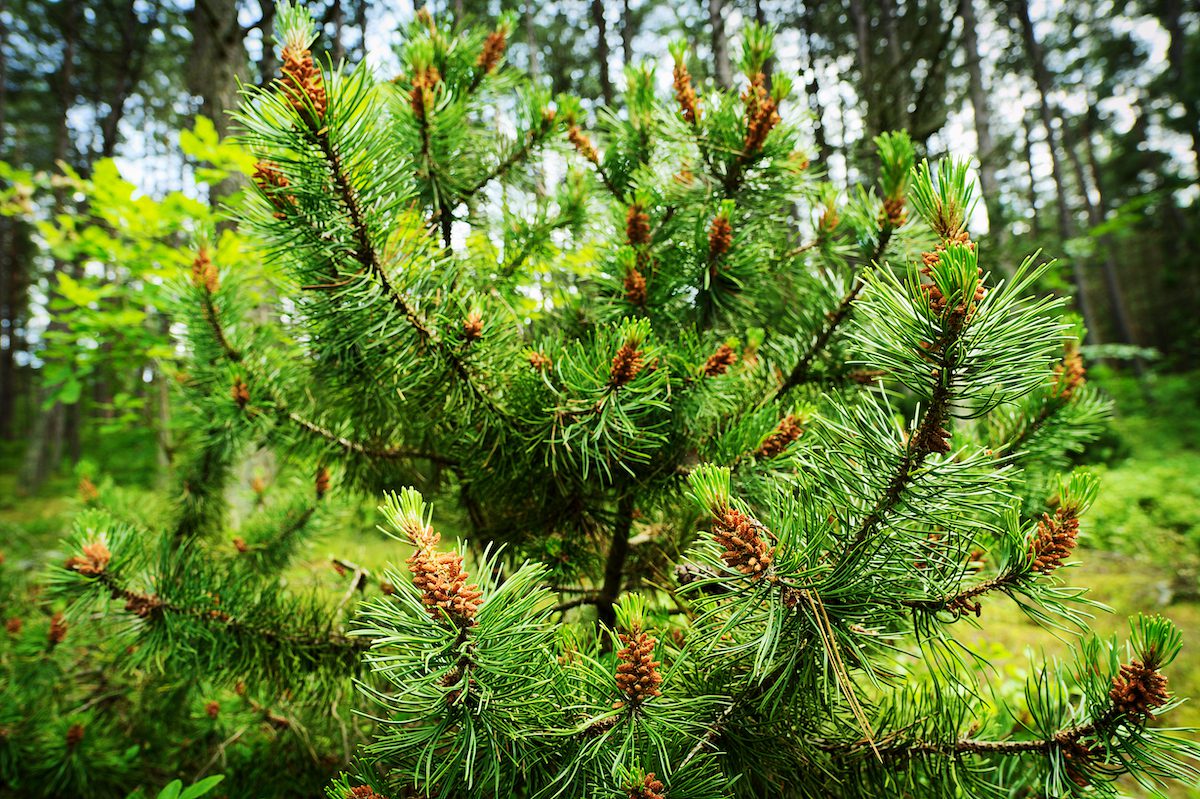 Scotch Pine