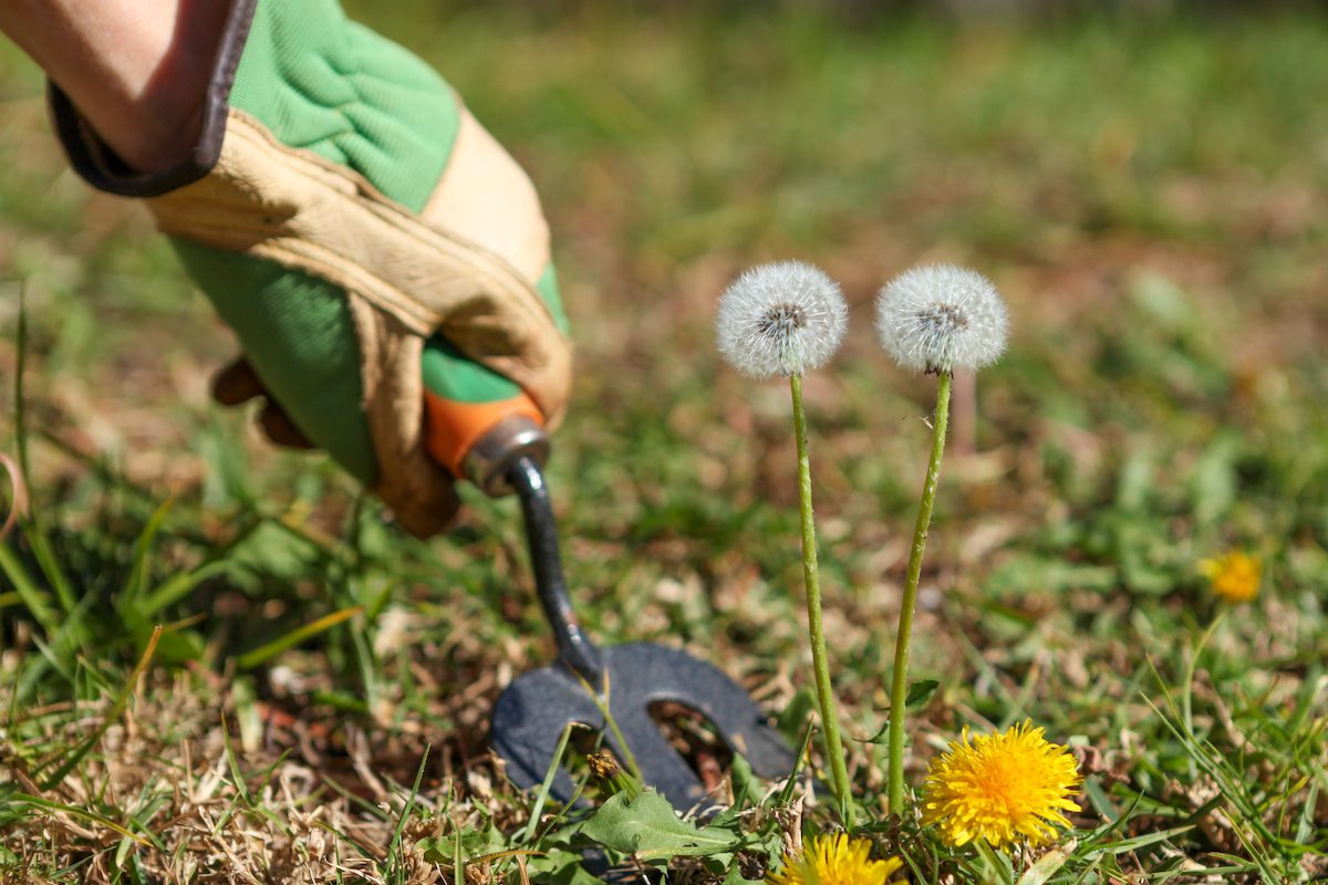 Digging up weeds for spring yard maintenance