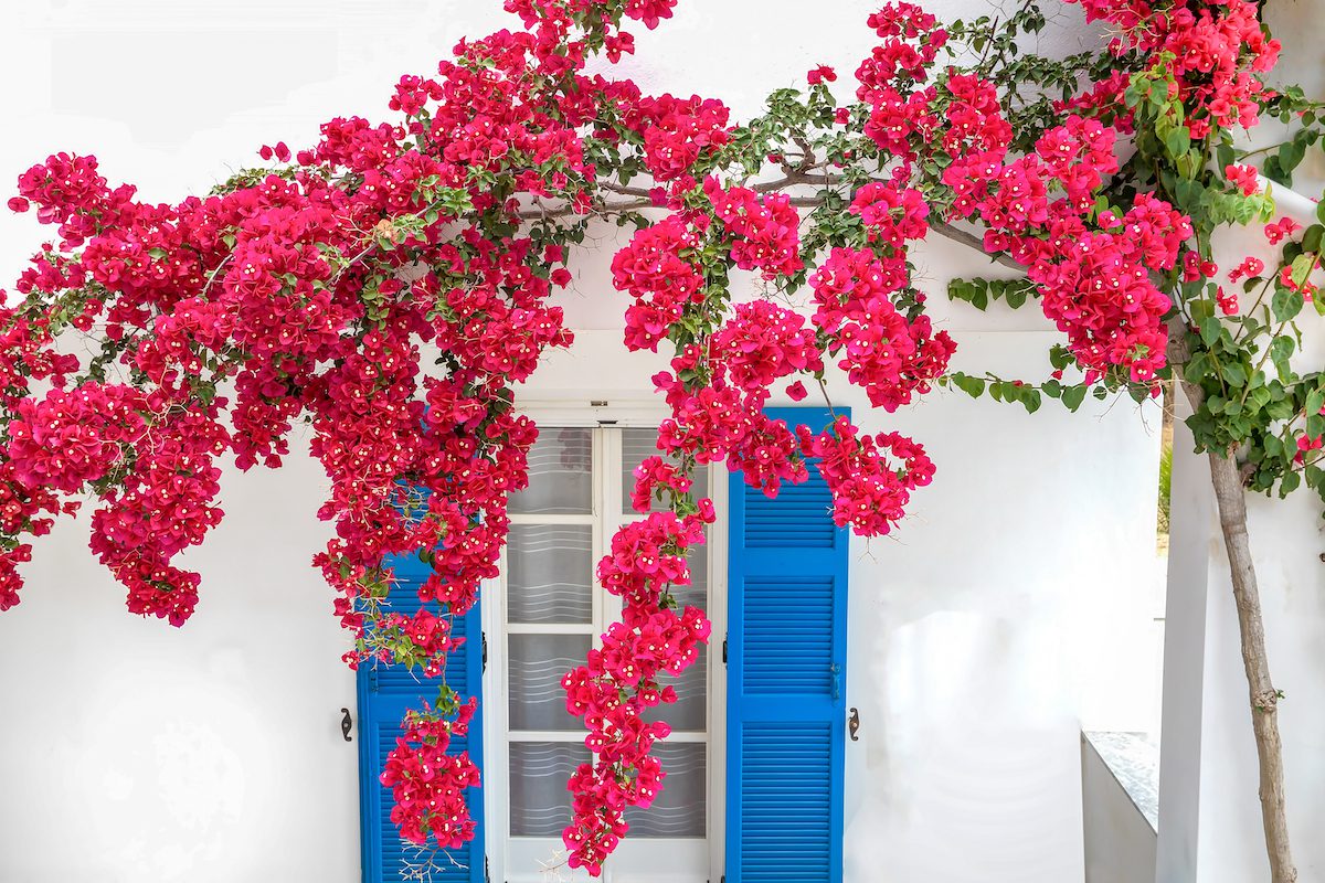 Bright shutters and flowers