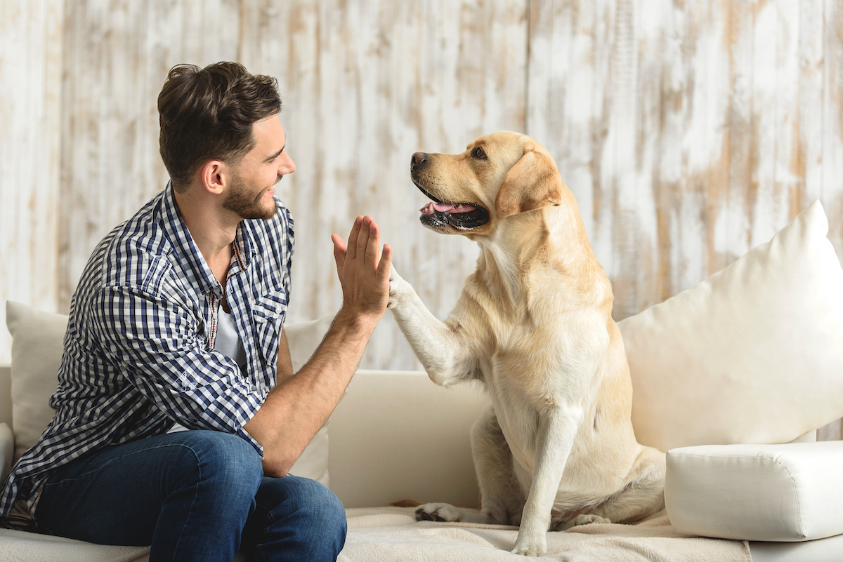 Getting a pet could lead to amend a rental lease.