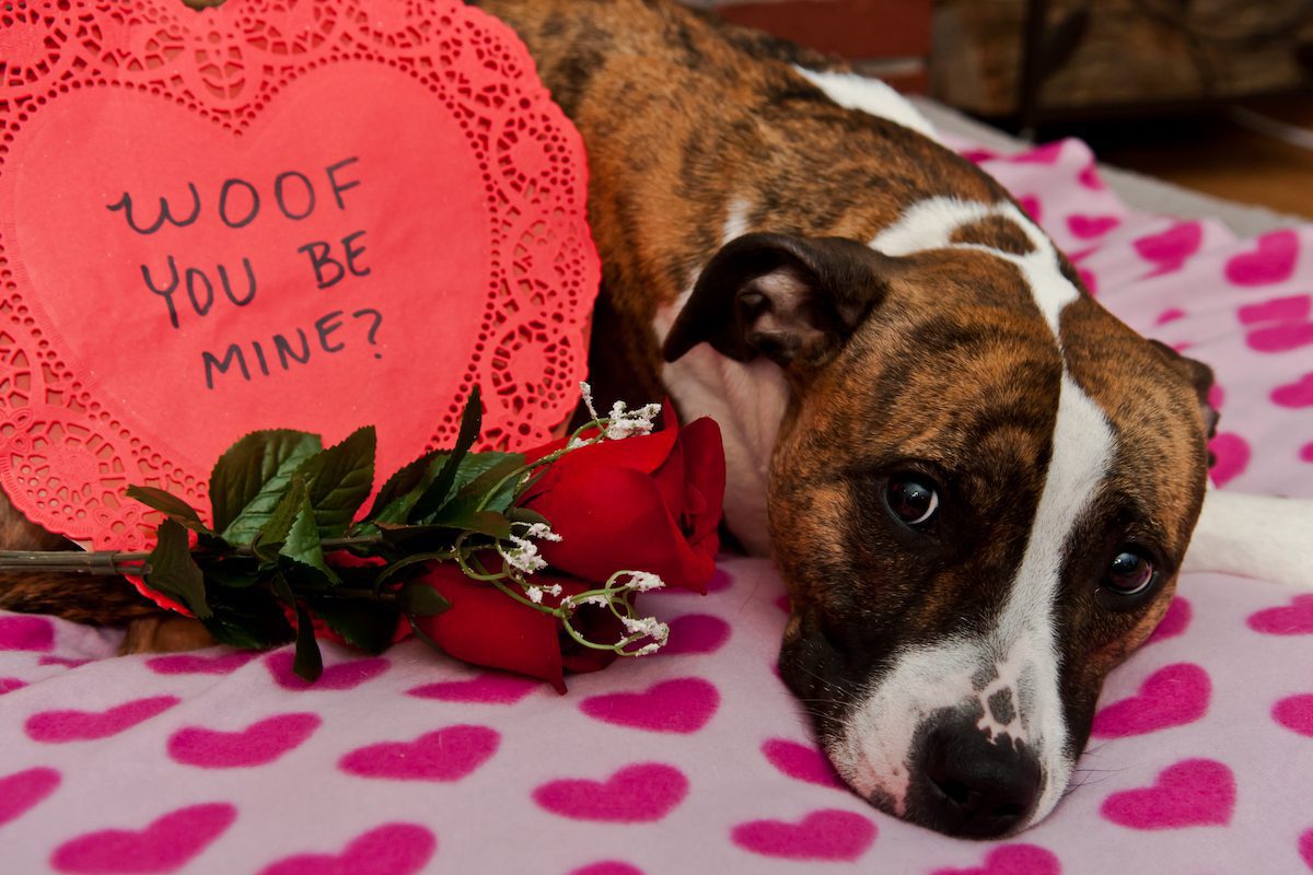 Valentines Day dog gifts are good valentine